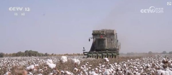 融可赢配资 新疆棉田迎丰收 科技助力亩产提升